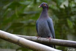 Patagioenas squamosa