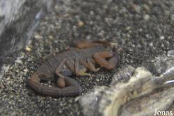 Centruroides pococki