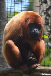 Zoo de Guadeloupe