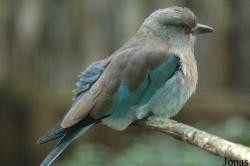 Coracias garrulus
