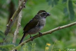 Saltator albicollis guadelupensis