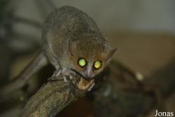 Microcebus ganzhorni