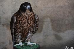 Falco peregrinus x rusticolus
