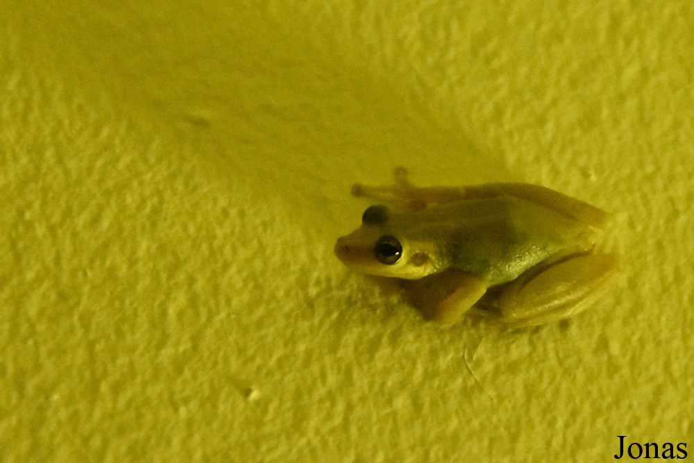 Cayenne