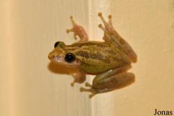Scinax ruber
