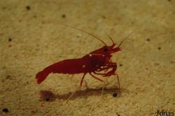Hippolytidae