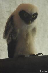 Zoo de Guyane