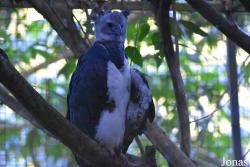 Zoo de Guyane