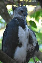 Zoo de Guyane