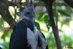 Zoo de Guyane