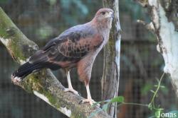 Buteogallus meridionalis
