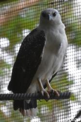Zoo de Guyane