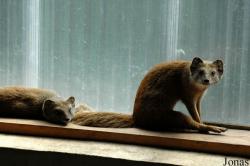 Spaycific'Zoo