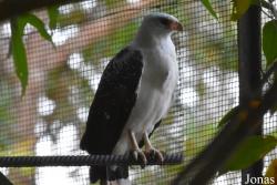 Zoo de Guyane