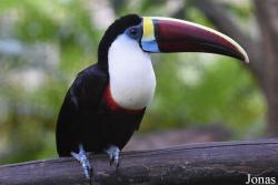 Zoo de Guyane