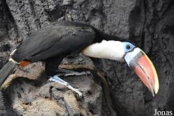 Ramphastos tucanus