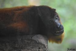 Zoo de Guyane