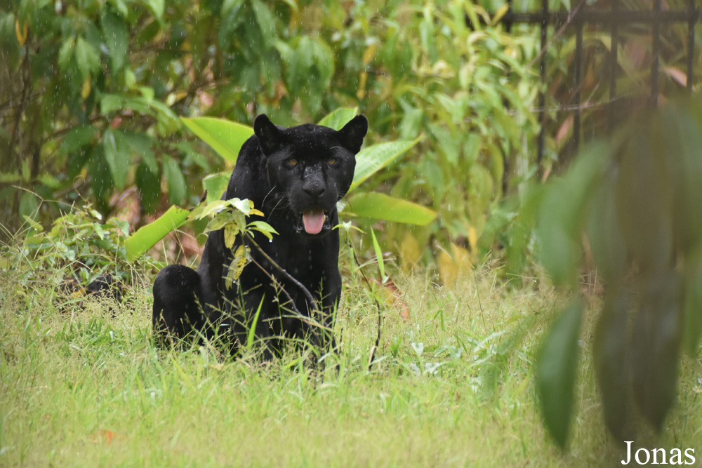 Zoo de Guyane