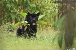Zoo de Guyane