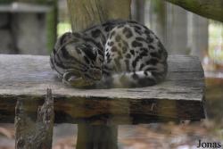 Leopardus wiedii vigens