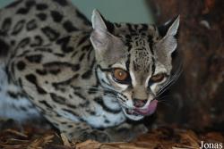 Leopardus wiedii