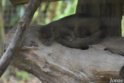 Zoo de Guyane