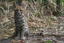 Zoo de Guyane