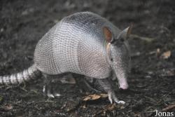 Dasypodinae