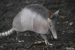 Zoo de Guyane