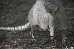 Zoo de Guyane