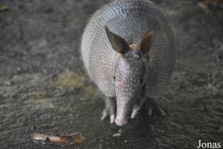 Zoo de Guyane