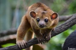 Potos flavus