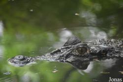 Zoo de Guyane