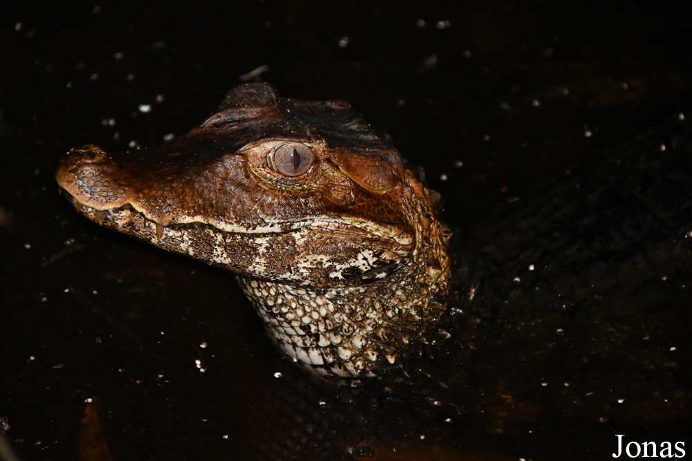 Zoo de Guyane