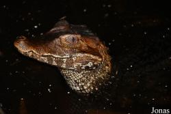 Zoo de Guyane