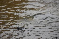 Zoo de Guyane