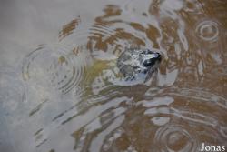 Zoo de Guyane