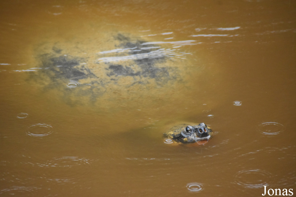 Zoo de Guyane
