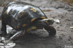 Zoo de Guyane