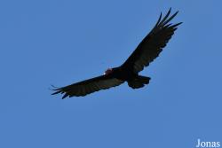 Cathartes aura ruficollis
