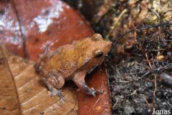 Rhinella castaneotica