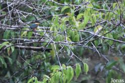 Chloroceryle aenea aenea