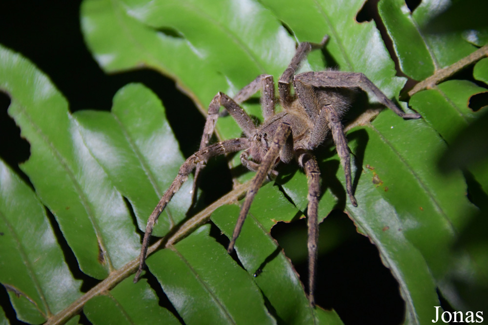 Macouria