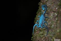 Tityus obscurus