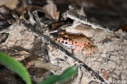 Leptodactylus knudseni