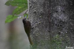 Glyphorynchus spirurus spirurus