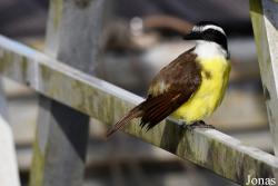 Pitangus sulphuratus sulphuratus