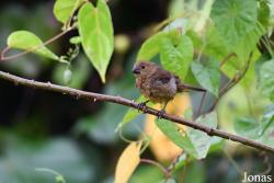 Sporophila angolensis torrida
