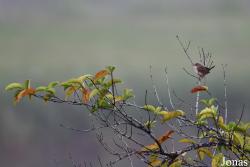 Troglodytes aedon clarus