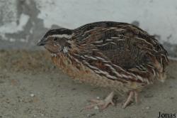Coturnix japonica